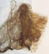 Light Brown (Hair Nets)
